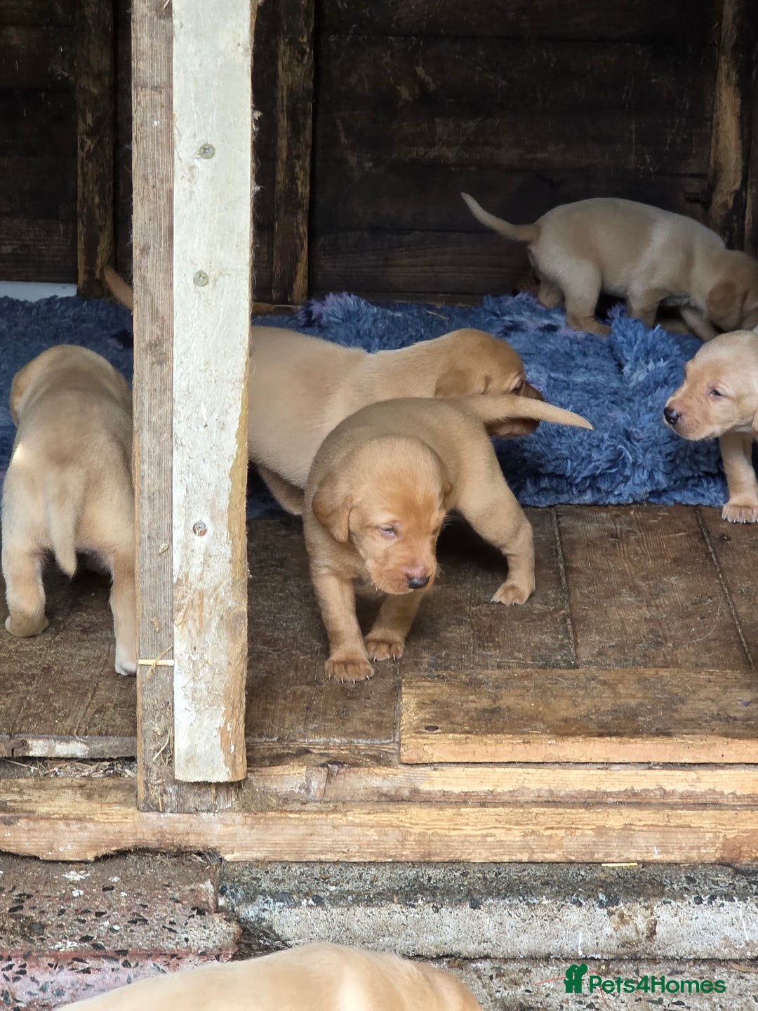 Labrador Retriever dogs for sale: Kc reg  yellow lab puppies 🐶  - Image 4