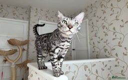 Bengal cats for sale: ⭐️Silver (black) Spotted Bengal TICA registered ⭐️ - Image 8