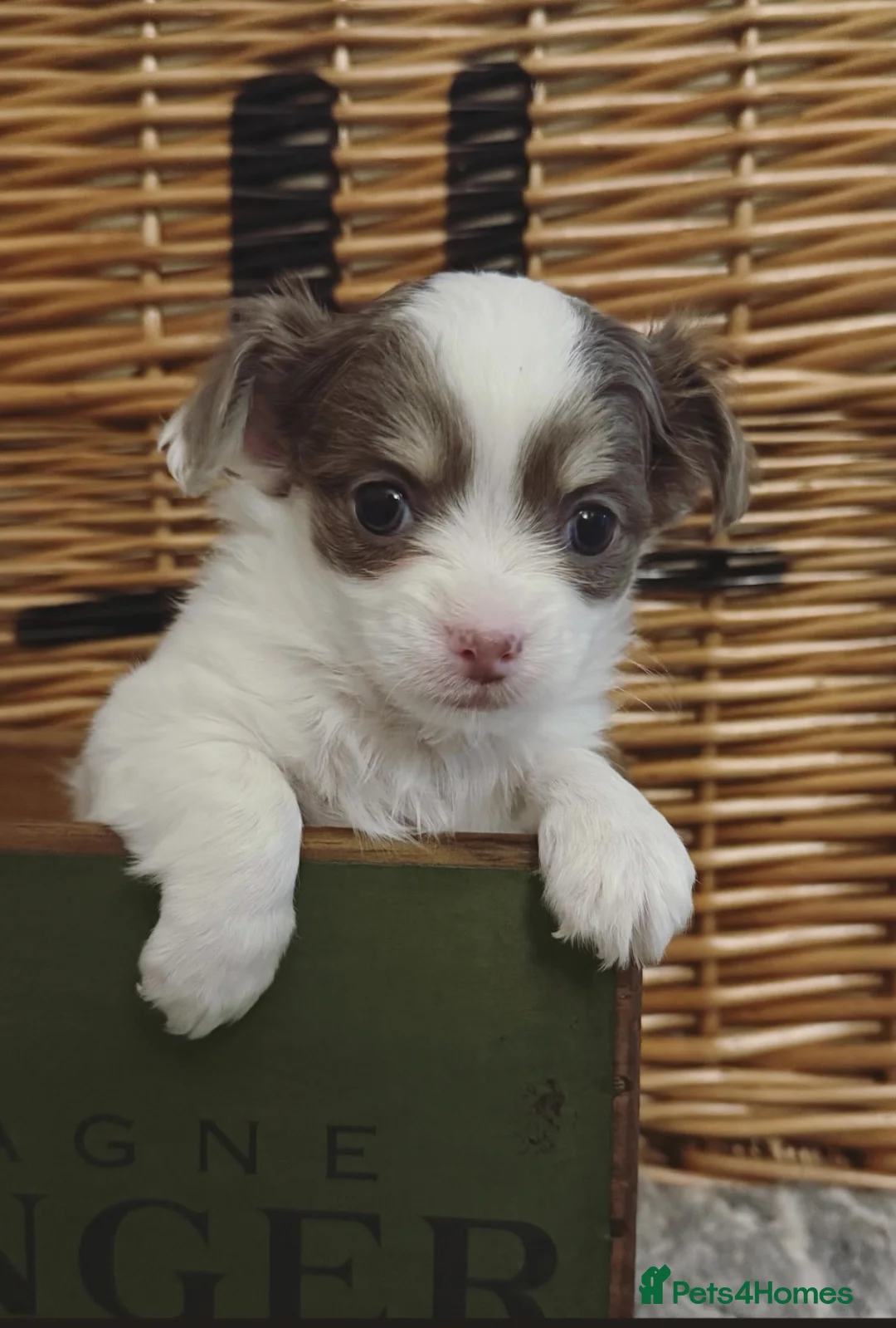 Chihuahua dogs for sale: Blue/Lilac Chihuahua Puppies - Advert 5