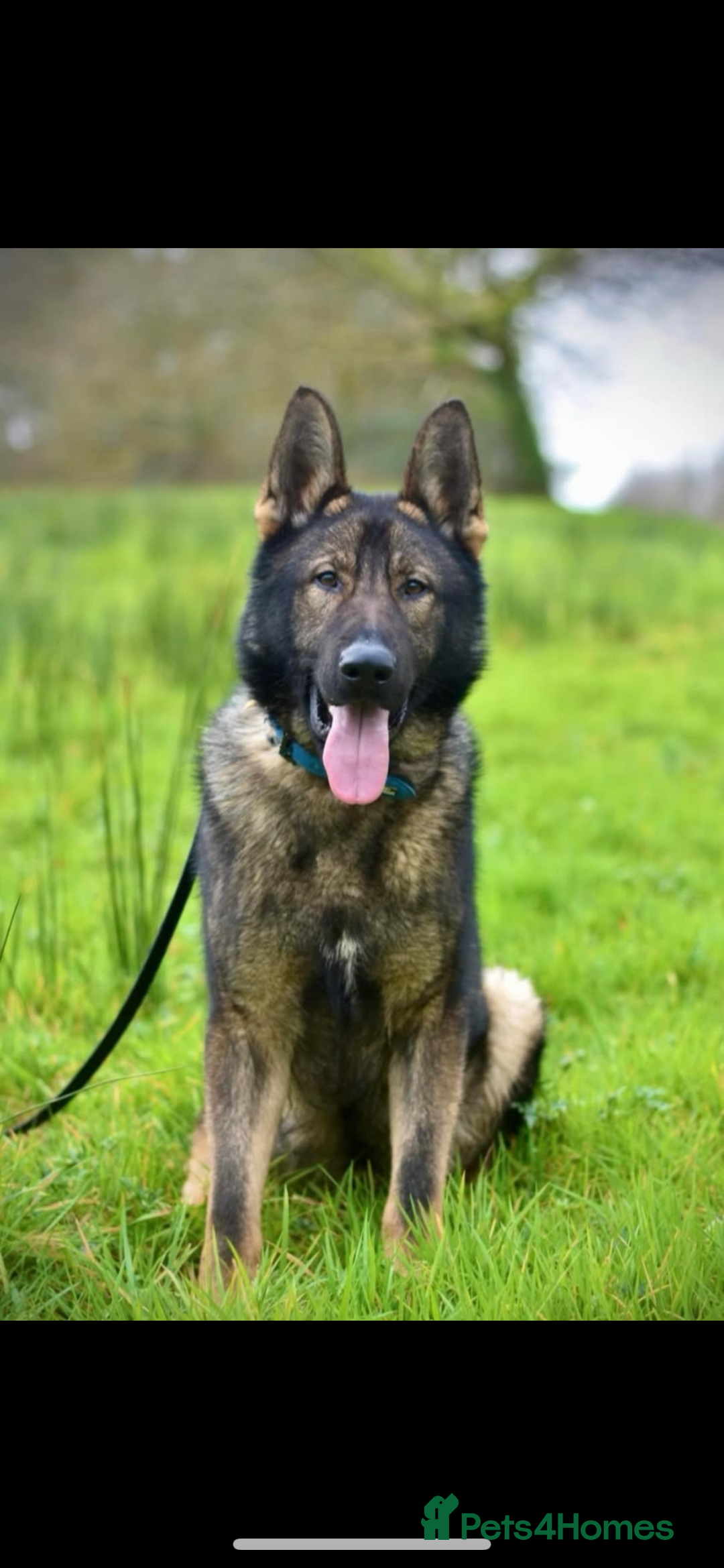 Philippines German Shepherd Puppy Shopping King Shepherd Sable Gsd