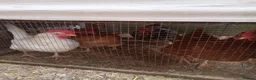 Chickens poultry for sale: Free chickens in Stamford - Advert 5