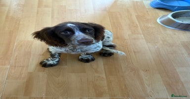 Mixed Breed dogs - Advert 5