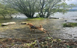 Mixed Breed dogs for sale: 22 Month Old Patter-Land Female - Image 5