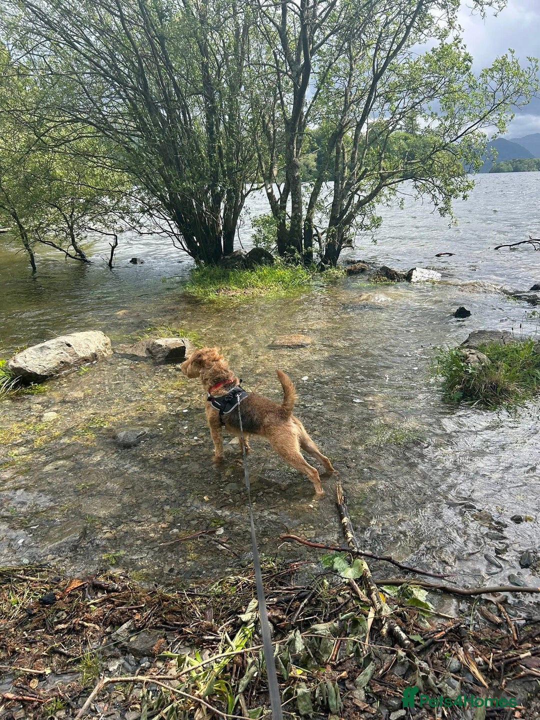 Mixed Breed dogs for sale: 22 Month Old Patter-Land Female - Image 5
