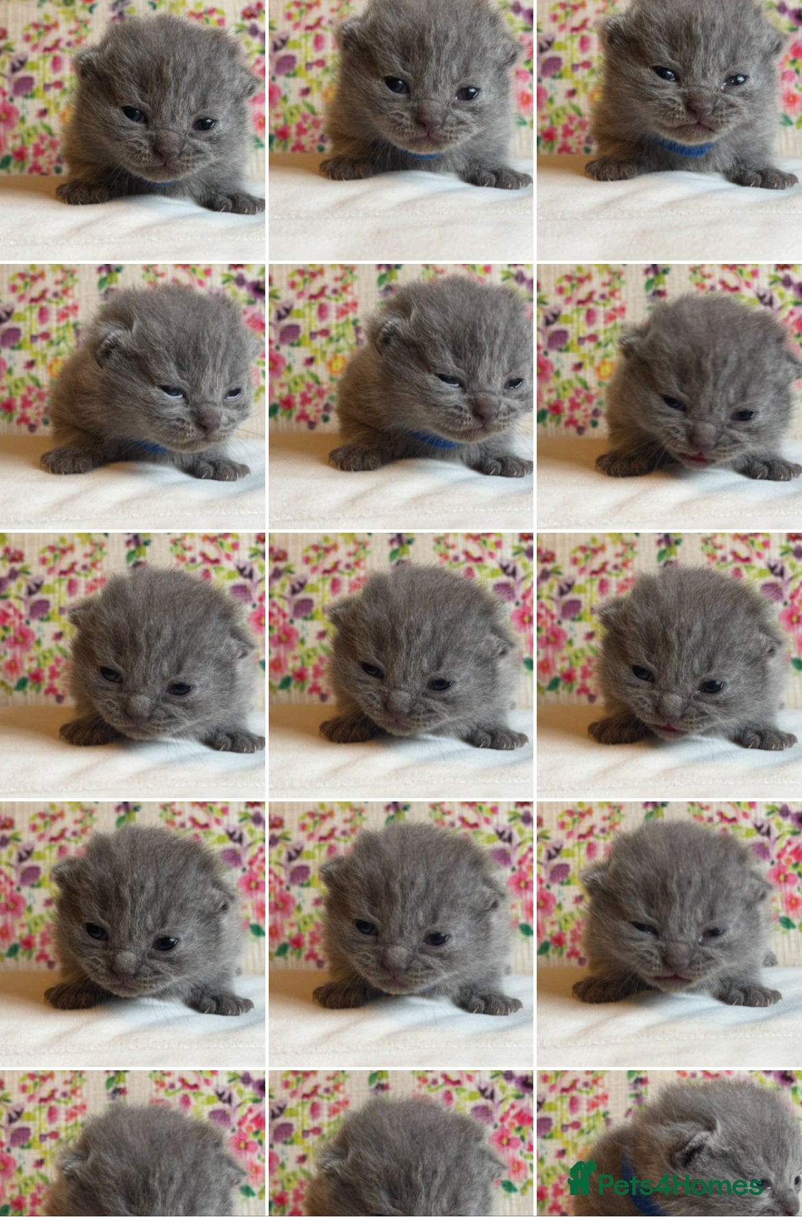 British Shorthair cats One male and one female remain - Advert 13