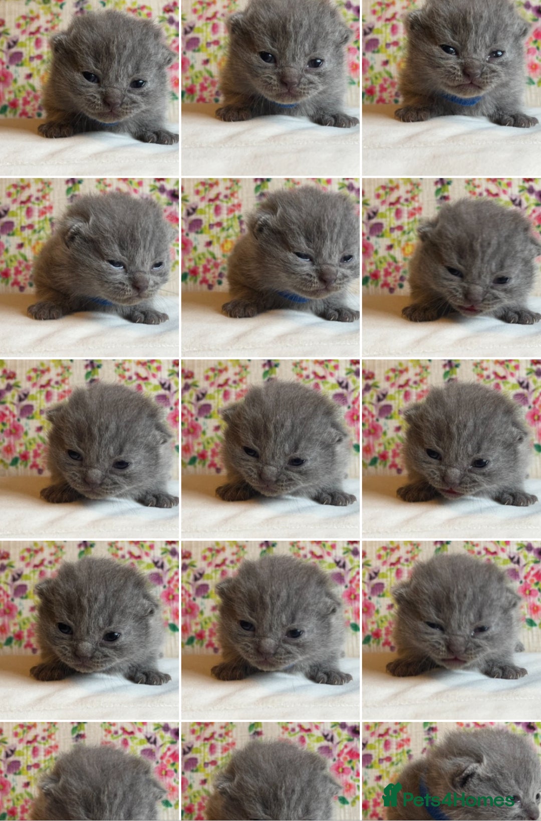 British Shorthair cats for sale: One male and one female remain - Advert 1