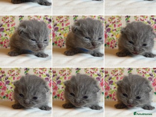 British Shorthair cats One male and one female remain - Advert 15
