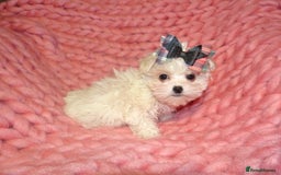Maltipoo dogs for sale: *Micro Tiny F1 Maltese x Toy Poodle Maltipoo Pup* - Image 5