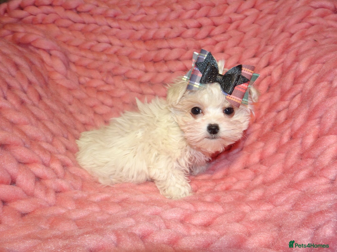 Maltipoo dogs for sale: *Micro Tiny F1 Maltese x Toy Poodle Maltipoo Pup* - Image 5
