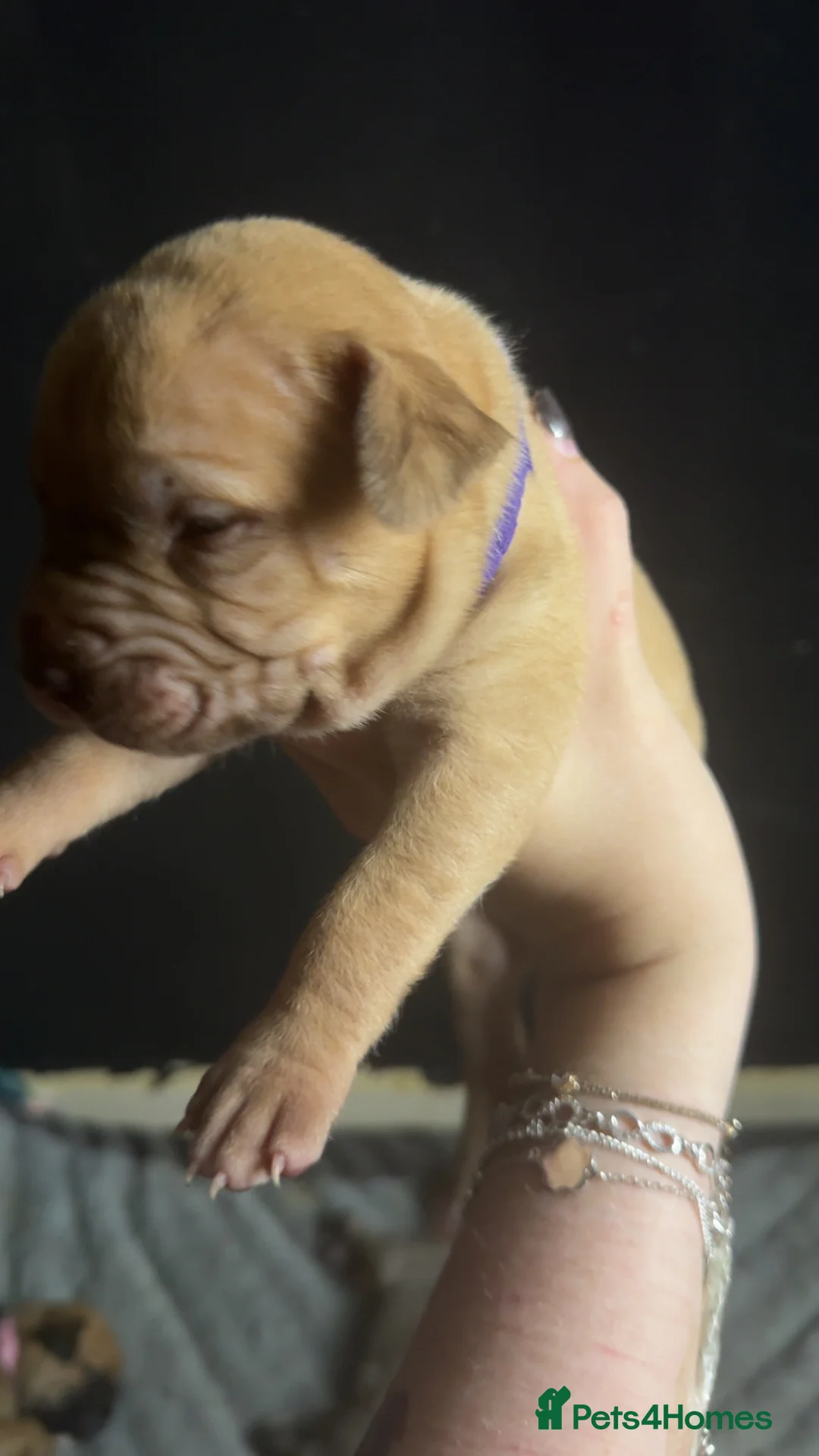 Mixed Breed dogs for sale: 8 Mastiff x Staffy pups for sale in Dumfries - Advert 10