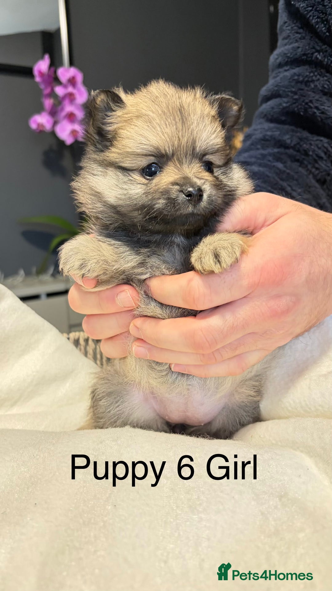 Pomeranian dogs for sale: Pomeranian Puppies 💗 - Advert 7