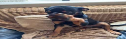 Rottweiler dogs for sale: roxie is looking for a forever in Hinckley - Advert 6