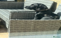 Springador dogs for sale: Milo  - Image 2