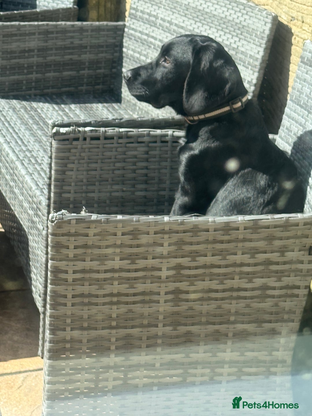Springador dogs for sale: Milo  - Image 2