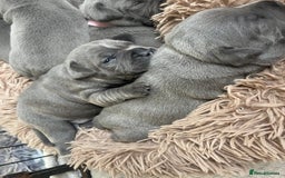 Staffordshire Bull Terrier dogs for sale: Blue Staffordshire bull terrier kc registered ❗️ - Image 32