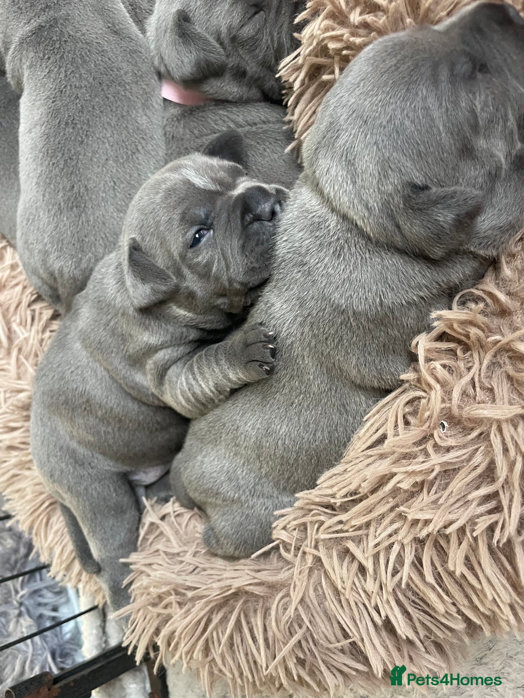 Staffordshire Bull Terrier dogs for sale: Blue Staffordshire bull terrier kc registered ❗️ - Image 32