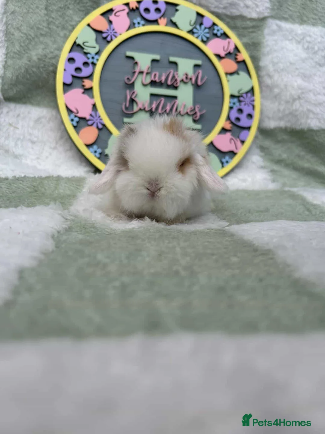 Mini Lop rabbits for sale: Beautiful Mini Lop Buck - Advert 7