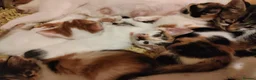 Mixed Breed cats for sale: Beautiful kittens looking for forever homes  - Advert 21
