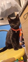 Mixed Breed cats - Advert 9