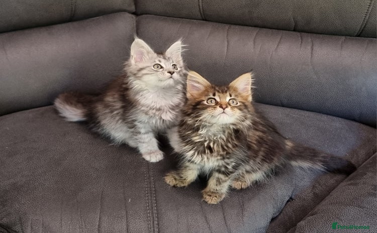 Maine Coon cats - Advert 6