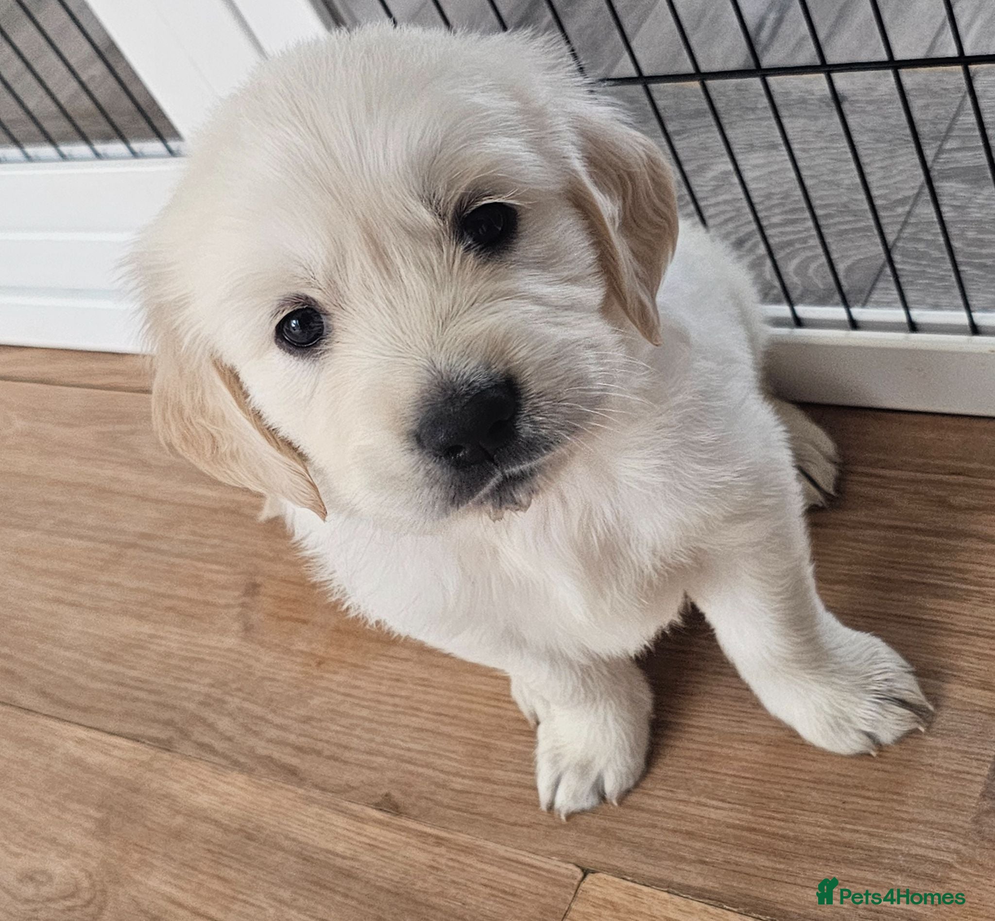 Golden Retriever dogs Cream and golden retriever puppies - Advert 11