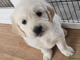 Golden Retriever dogs Cream and golden retriever puppies - Advert 11