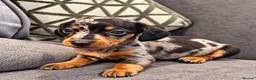 Miniature Dachshund dogs for sale: 🐾 KC Reg Mini Dachshund Pups Licensed Breeder 🐾  - Advert 11