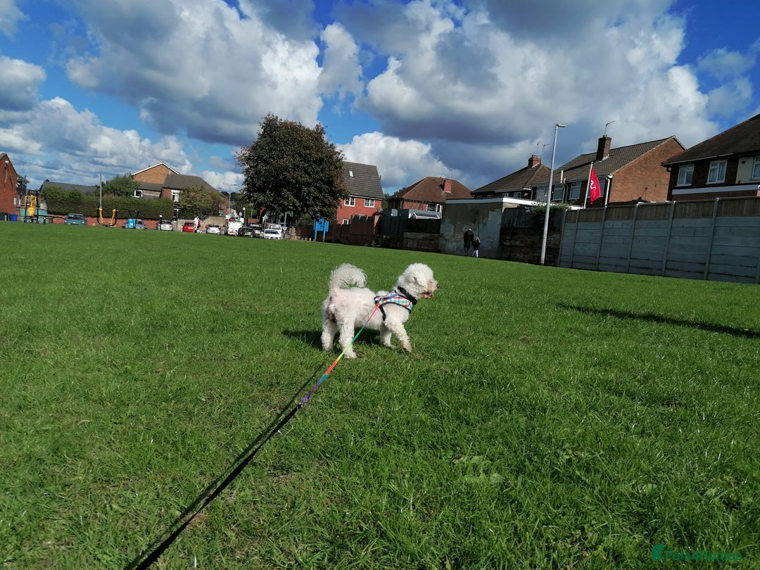 Bichon Frise dogs for adoption: 💙🐶 BARNEY 🐶💙 - Image 7