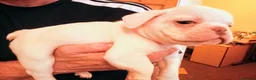 French Bulldog dogs for sale: pedigree French Bulldog pups - Advert 5