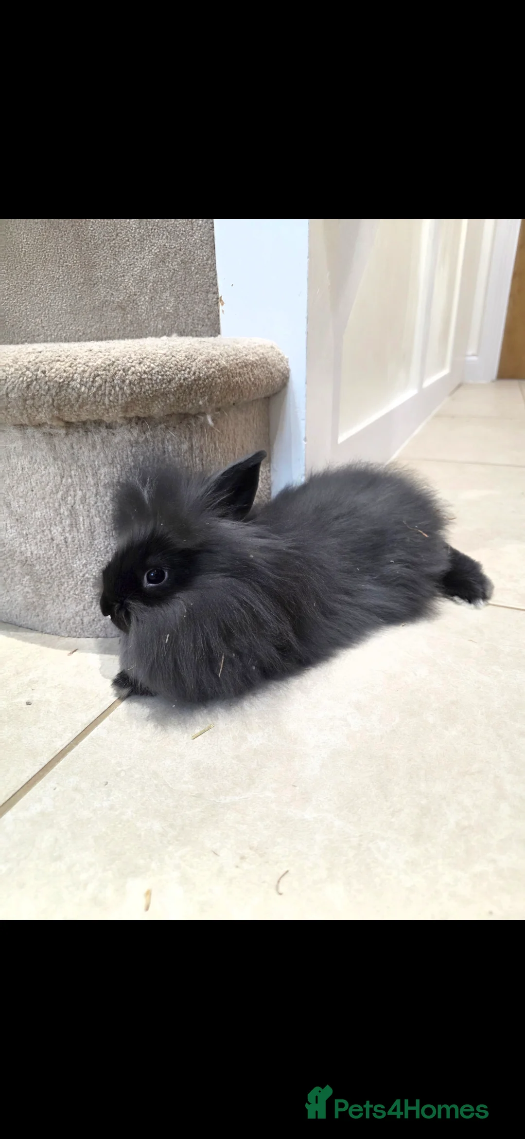 Mixed Breed rabbits for sale: Beautiful fluffy lion lop bunnies  - Advert 7