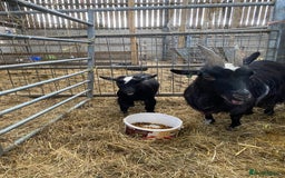 Goats livestock for sale: Pygmy goat wether kid - Image 2
