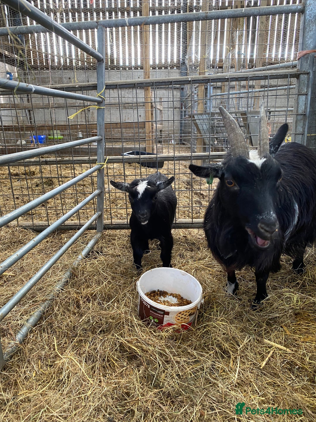 Goats livestock for sale: Pygmy goat wether kid - Image 2