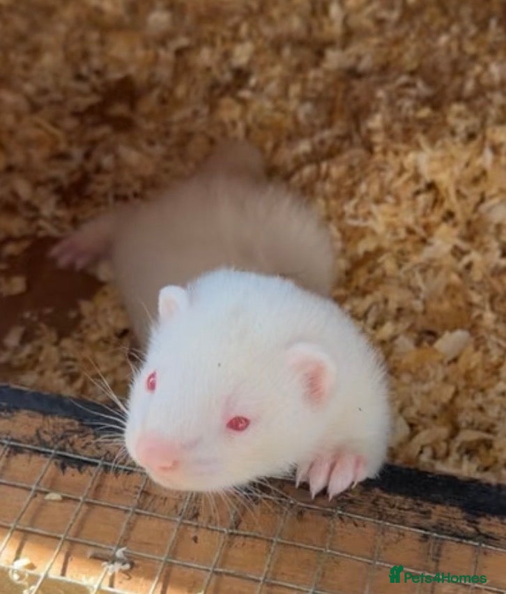 Ferret rodents for sale: 3 albino hobs  - Advert 1