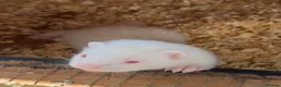Ferret rodents for sale: 3 albino hobs  in Leeds - Advert 1