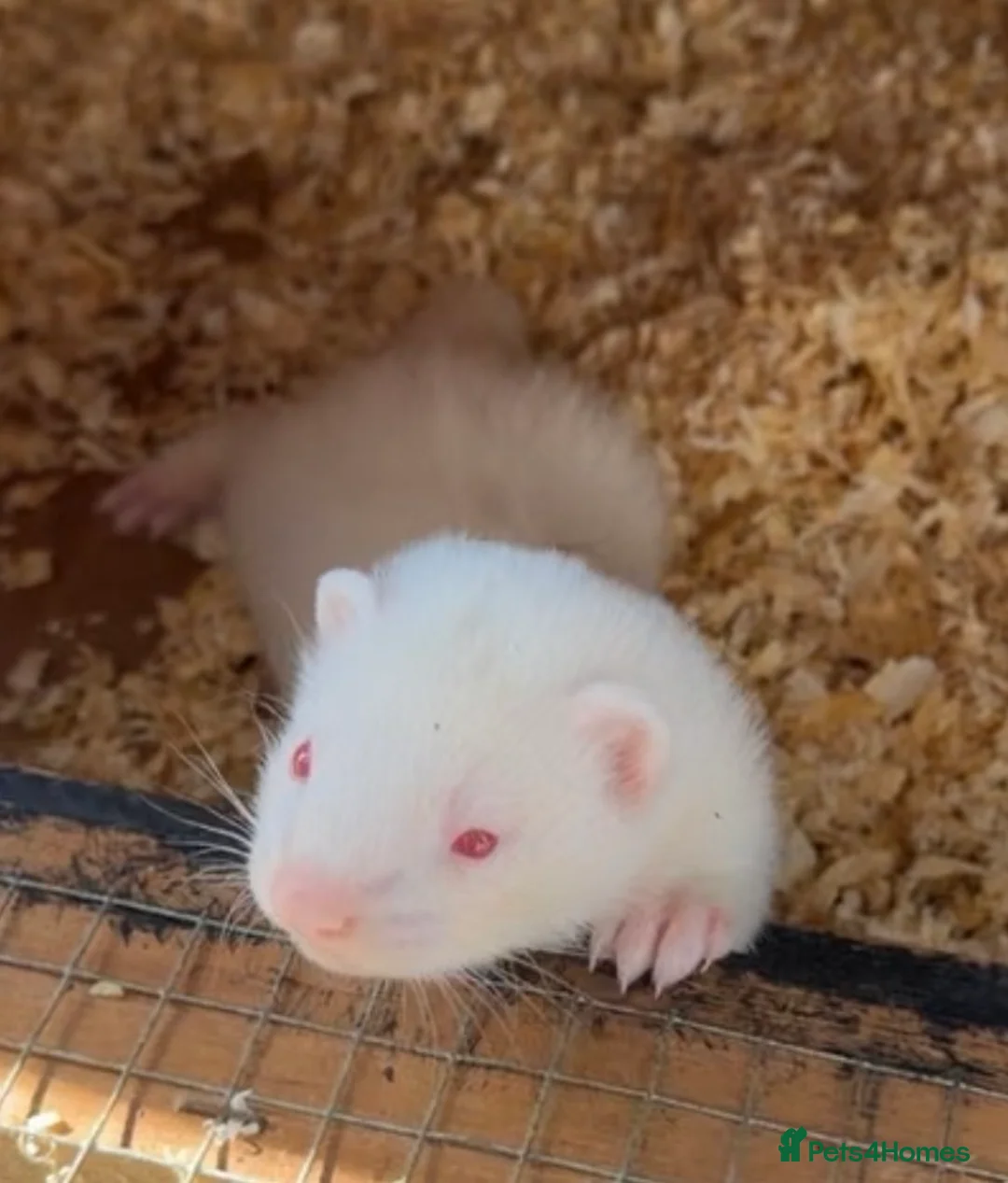 Ferret rodents for sale: 3 albino hobs  in Leeds - Advert 1