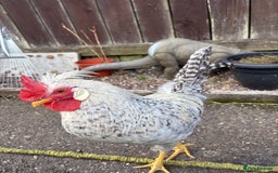 Chickens poultry for sale: 1 cream legbar and 1 cuckoo maran - Image 1