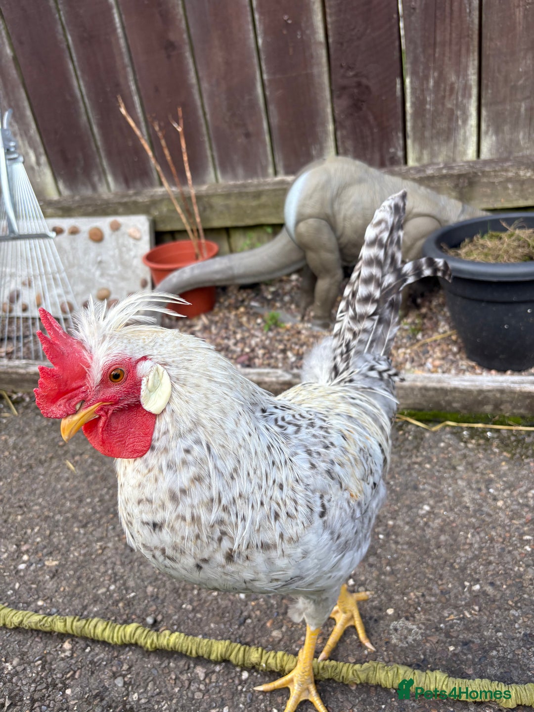 Chickens poultry for sale: 1 cream legbar and 1 cuckoo maran - Image 1