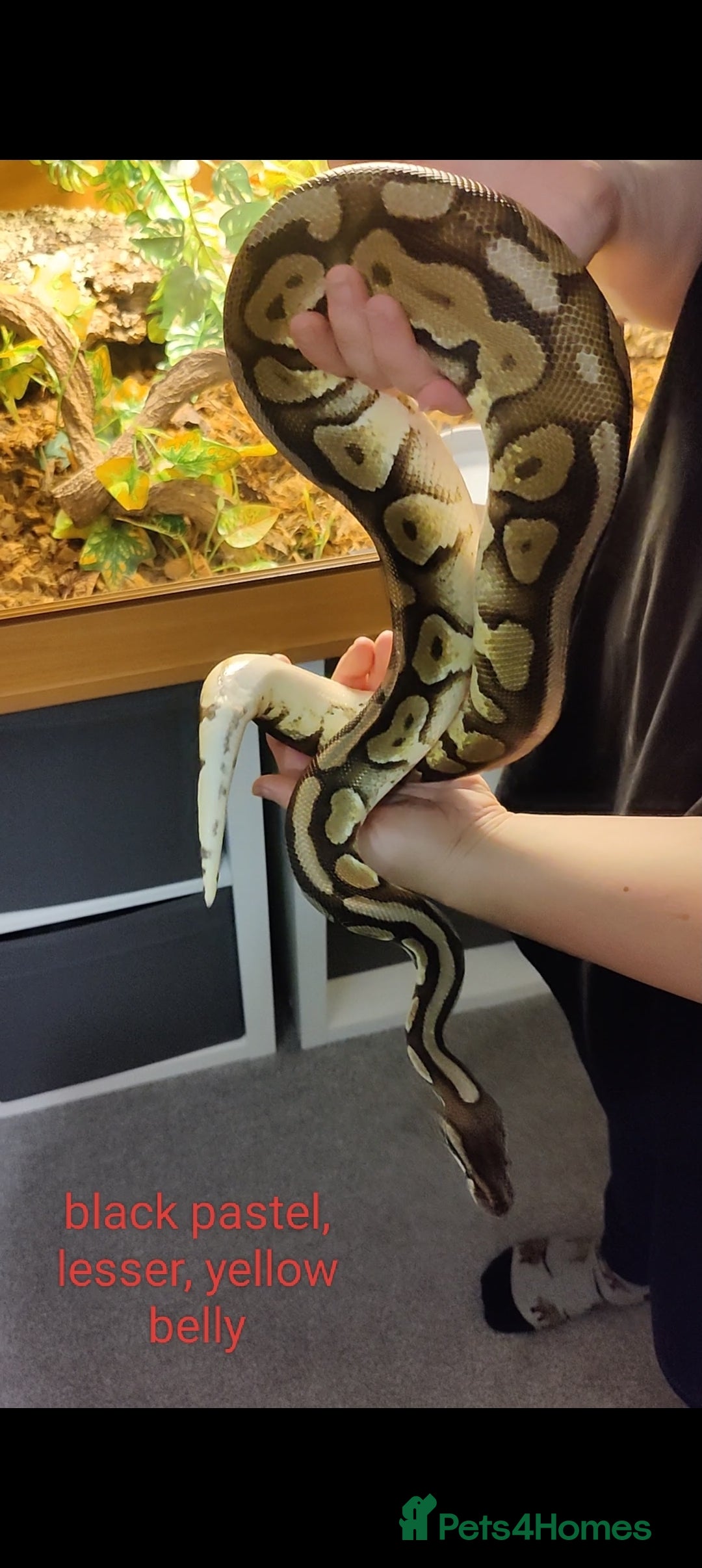 Python Snake reptiles for sale: Royal Python - Mixed morphs available - Advert 8