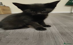 British Shorthair cats for sale: 12 weeks old - Image 10
