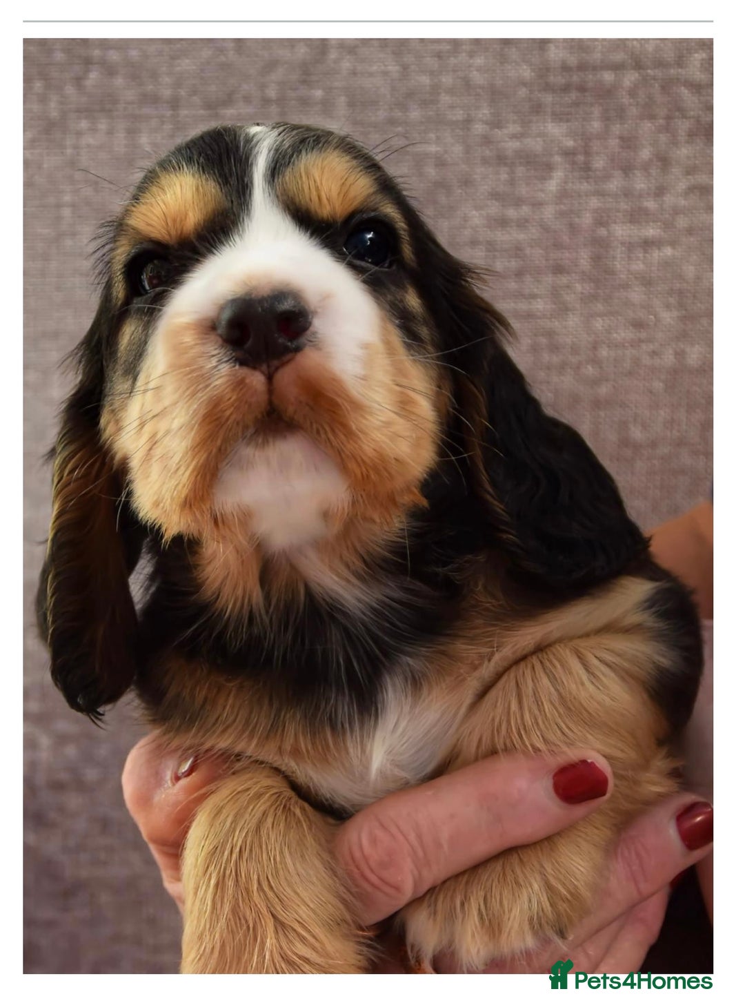 Cocker Spaniel dogs for sale: Kc reg show Cocker Spaniel, 5* Licensed breeder - Image 4
