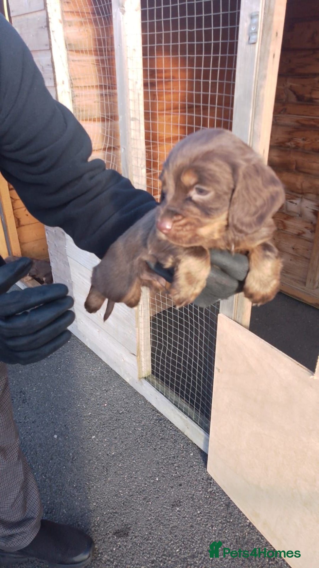 Cocker Spaniel dogs for sale: Last red boy - Ready to leave this week   - Advert 16