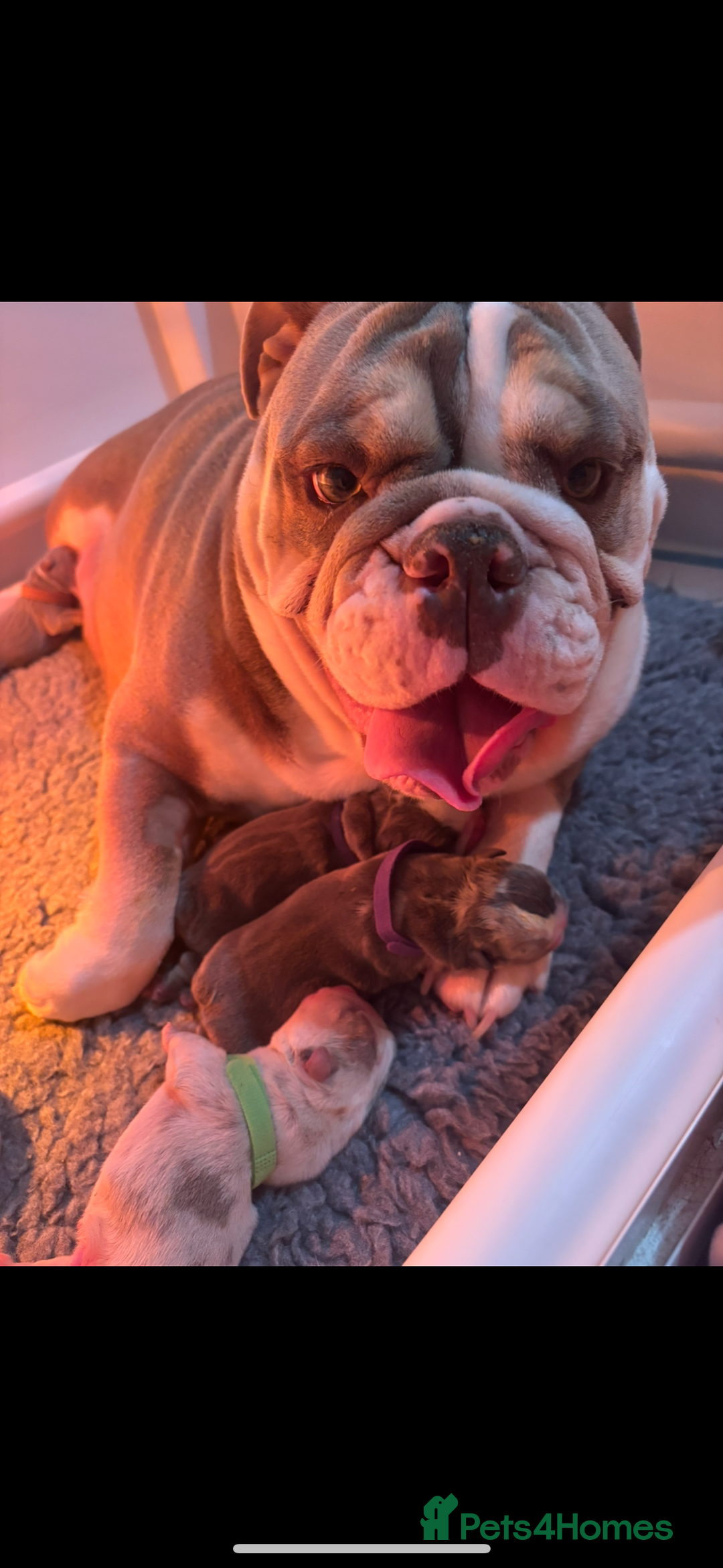 English Bulldog dogs for sale: 10 British Bulldog puppies 🐶  - Image 2