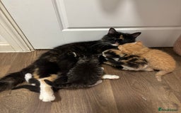 Mixed Breed cats for sale: Kittens  - Image 4