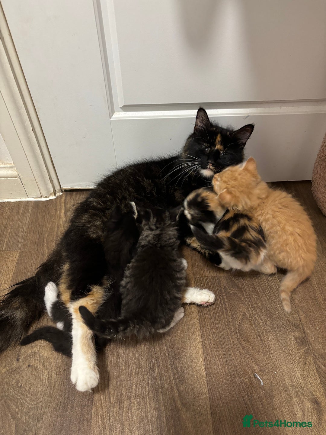 Mixed Breed cats for sale: Kittens  - Image 4