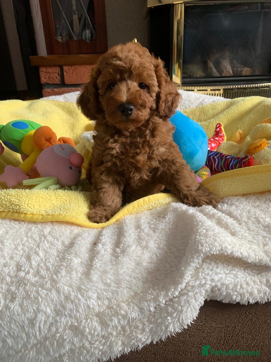 Toy Poodle dogs for sale: One of a kind deep red toy poodle boy - Image 11