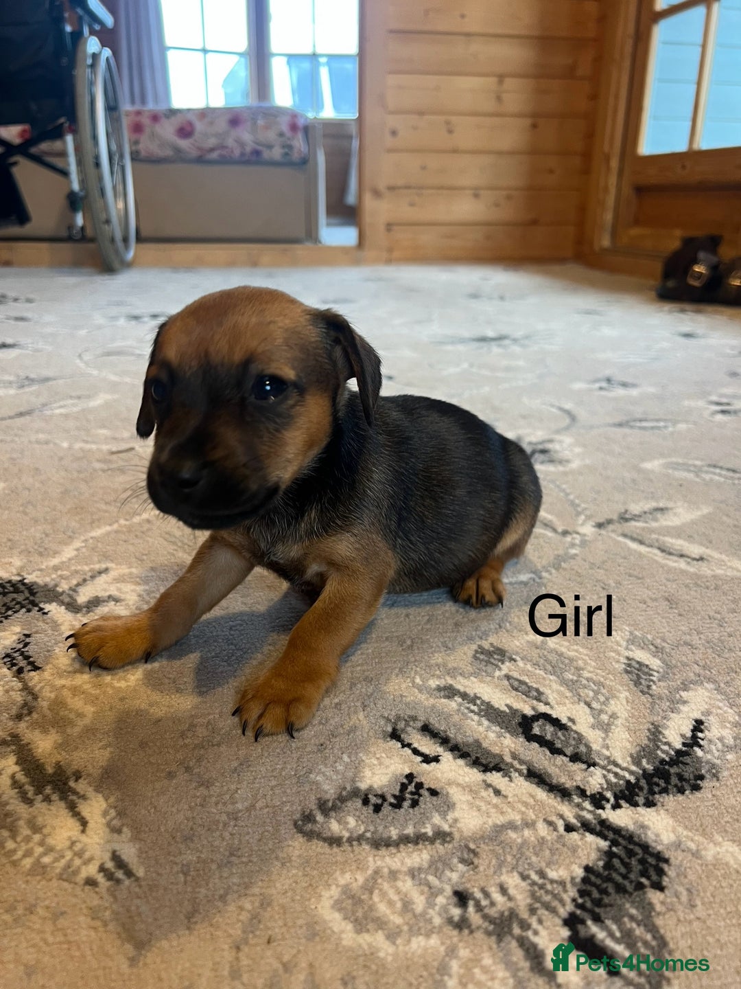Mixed Breed dogs for sale: Jackapoo pups ready 9th August  - Image 7
