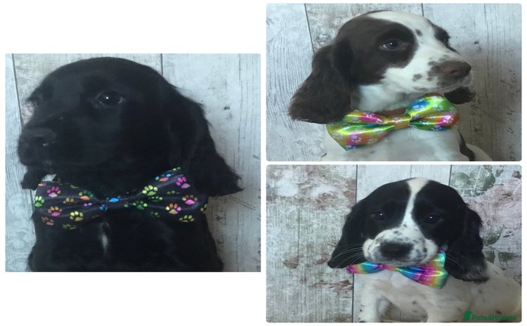 Cocker Spaniel dogs - Advert 1