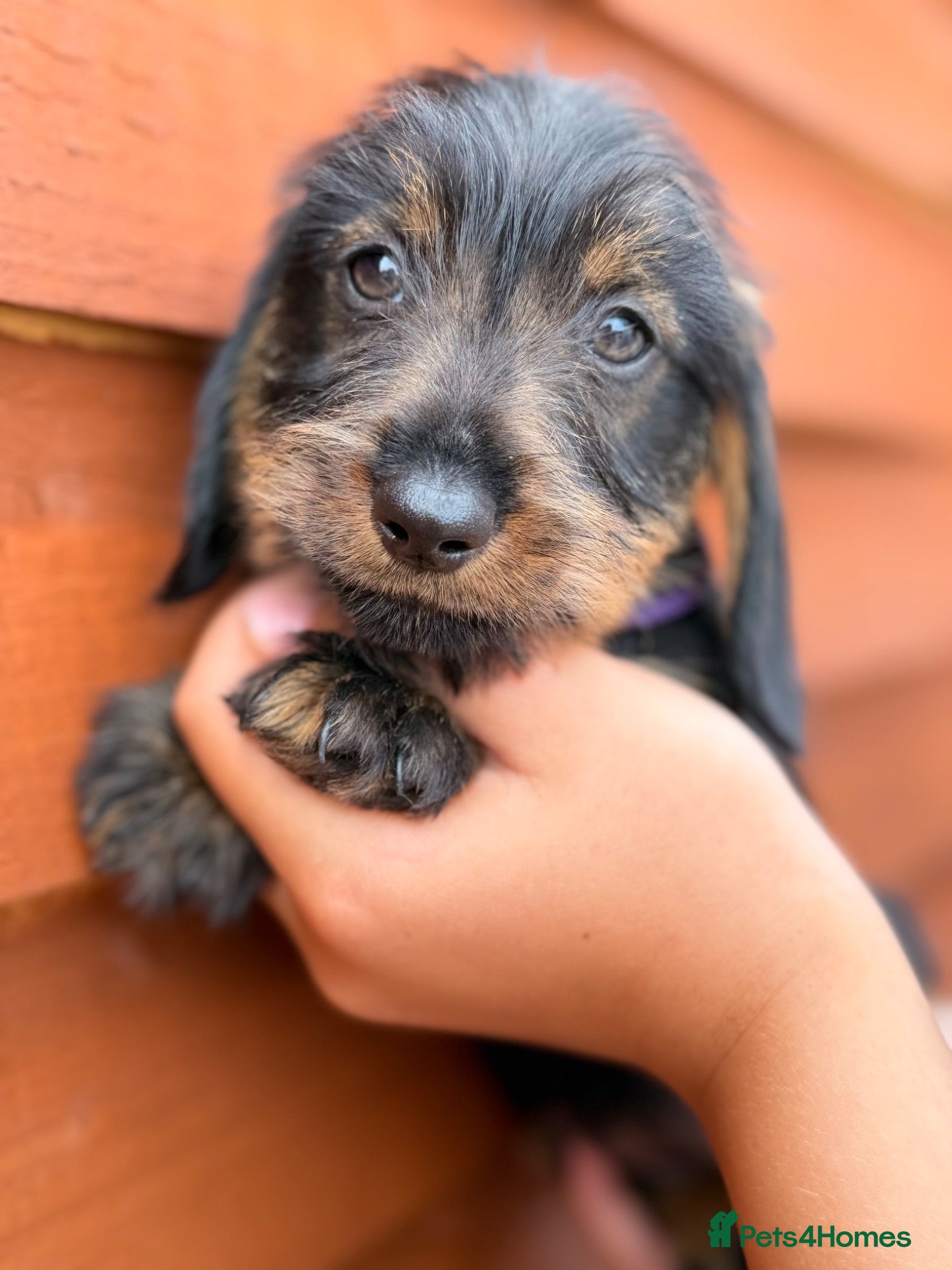 Miniature Dachshund dogs 🐾Exceptional Teckel Puppies, Ready To Go Now  🐾 - Advert 1