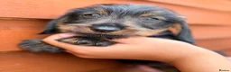 Miniature Dachshund dogs for sale: 🐾Exceptional Teckel Puppies, Ready To Go Now  🐾 - Advert 7