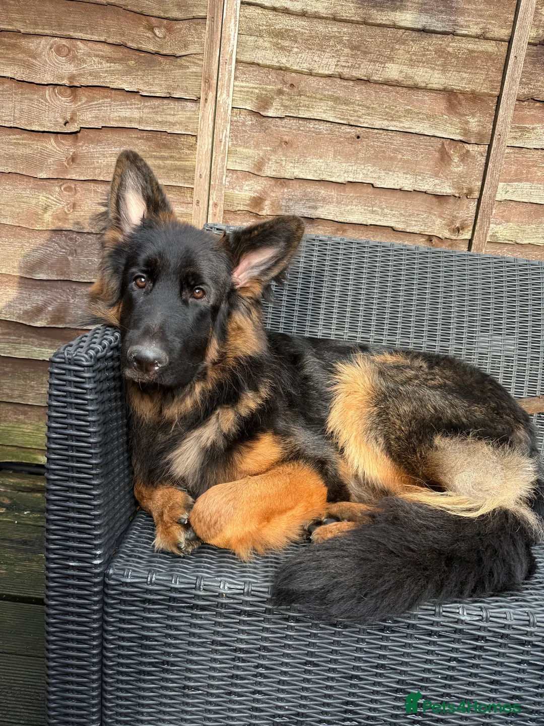 German Shepherd dogs for sale: German Shepherd - Advert 3